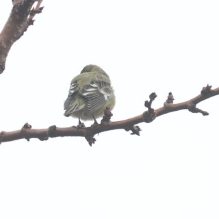Fluffy Yellow Finch Perched on Winter Branch
