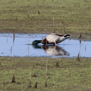 Male Mallard Duck Foraging in Shallow Wetland Pool