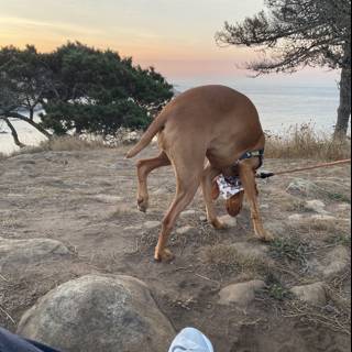 Canine Adventure on a Californian Hillside