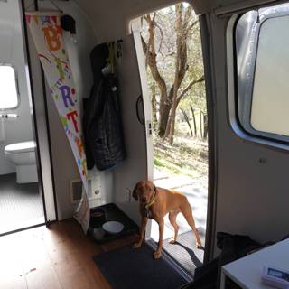 Canine in the Caravan
