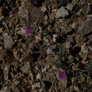 Purple Blossom in the Rocky Terrain
