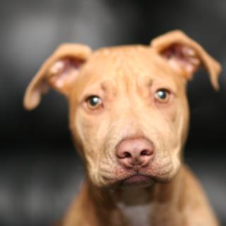 Close-Up of a Brown-Faced Pit Bull Dog