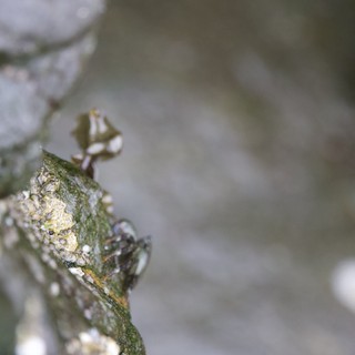 Aphid Colony Thriving on Coastal Plant Stem