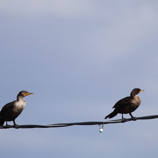 Two Cormorants Perched on Wire at Dusk