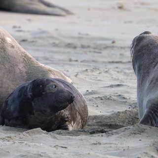 Elephant Seals Resting on Drakes Beach Sand