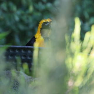 Hooded Oriole Perched Among Garden Foliage