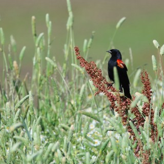 Red-winged Blackbird Perched on Dock Seed Heads