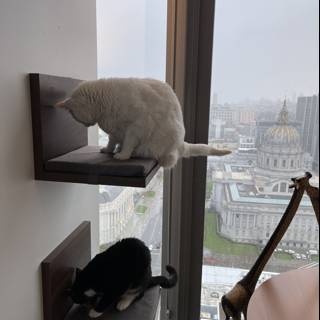 City Cats on a Windowsill