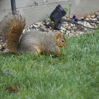 Fox Squirrel Foraging in Suburban Backyard