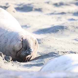 Elephant Seal Pup Resting on Sandy Beach