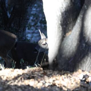 Glimpse of the Wild