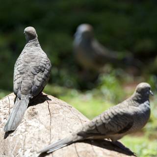 Tranquil Trio: Pigeons at Rest in Honolulu Zoo