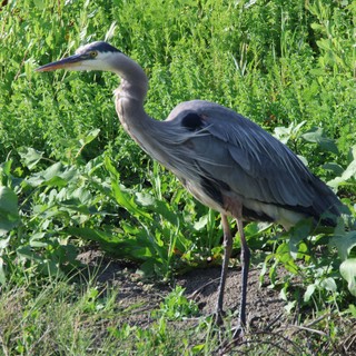 Great Blue Heron Hunting in Lush Wetland Vegetation