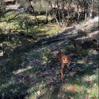 Canine Companion Admiring Sierra National Forest