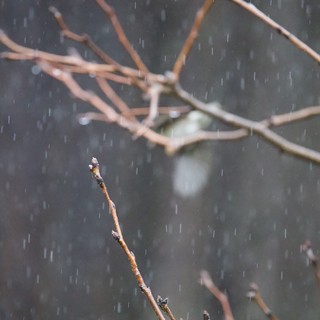 Bare Branch in Winter Rain at Dusk