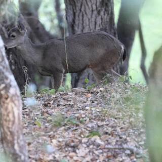Woodland Grace