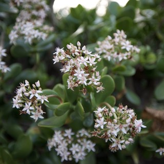 Delicate White Jade Plant Flowers in Bloom