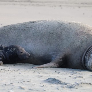 Elephant Seal Mother and Pup Resting on Beach
