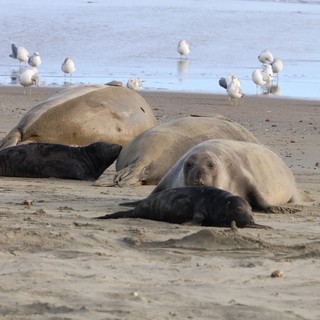 Elephant Seals Resting on Drakes Beach with Seagulls