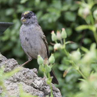Golden-Crowned Sparrow Perched on Mossy Garden Rock