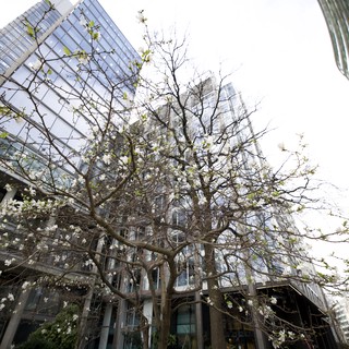 Spring Blossoms Against Modern London Architecture