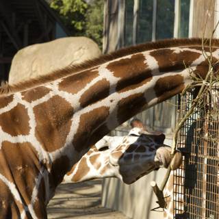 Giraffe: A Gentle Giant at SF Zoo
