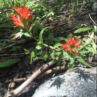 The Petite Red Flower on a Rocky Terrain