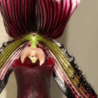 Orchid Geranium Blossom