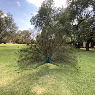 Majestic Peacock in the Grove