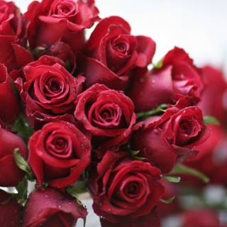 A Stunning Bouquet of 14 Red Roses