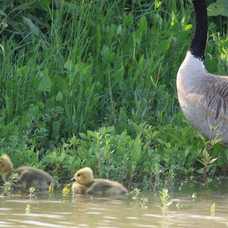 Canada Goose with Goslings in Wetland Habitat