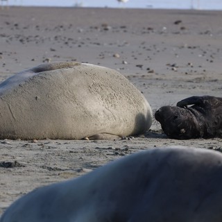 Elephant Seal Mother and Newborn Pup Resting on Beach