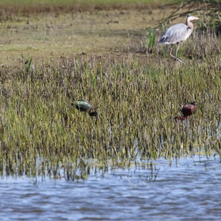 Heron and Ibises Foraging in Wetland Marsh