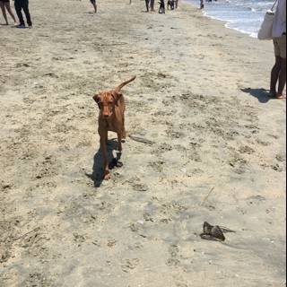 Beach Canine