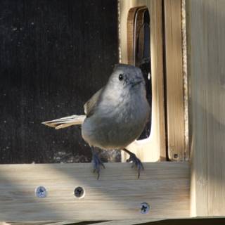 A Curious Perch
