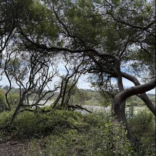 Whispering Oaks of Cambria