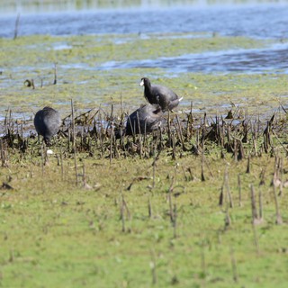 Coots Foraging in Flooded Rice Field Wetlands