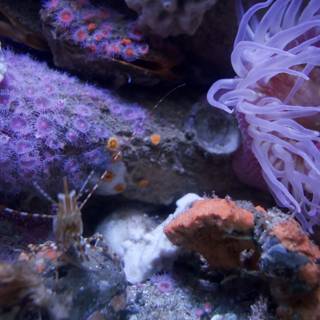 Captivating Underwater Ecosystem: Monterey Bay Aquarium, 2023