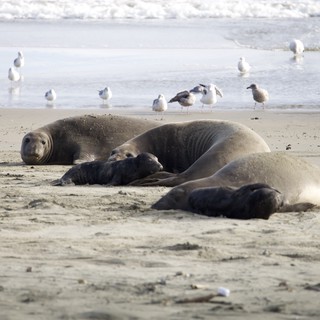 Elephant Seal Family Resting on Drakes Beach