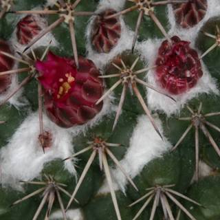 Snowy Cactus Blooms