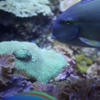 Vibrant Purple Fish in Coral Reef Aquarium
