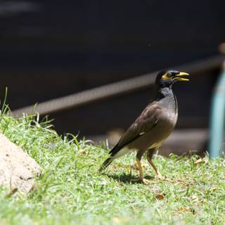 In the Spotlight at Honolulu Zoo: The Common Blackbird