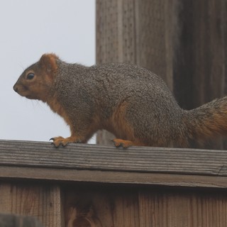Fox Squirrel Perched on Wooden Deck Railing