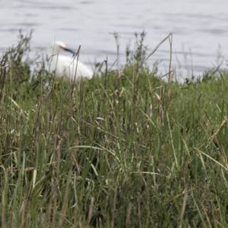Serenity in the Grasslands