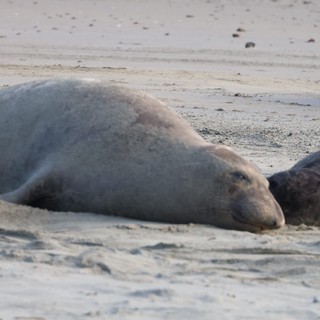Northern Elephant Seal Mother and Pup Resting on Beach