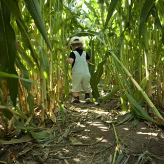 Encounter in the Corn Field