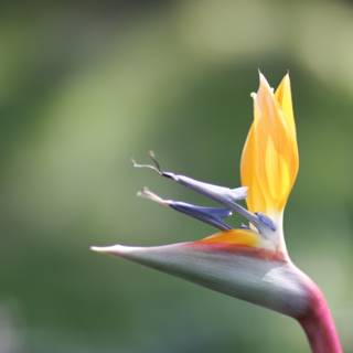 The Stunning Bird of Paradise Flower
