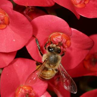 Bee Amongst Pink Flowers