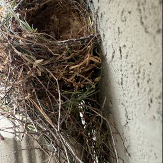 Nature's Architecture