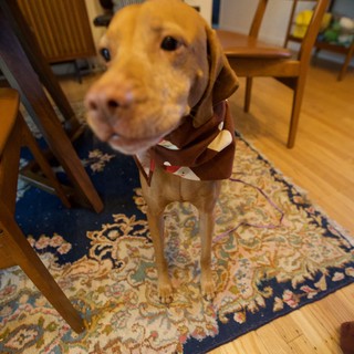 Yellow Lab in Santa Costume at Christmas Dinner